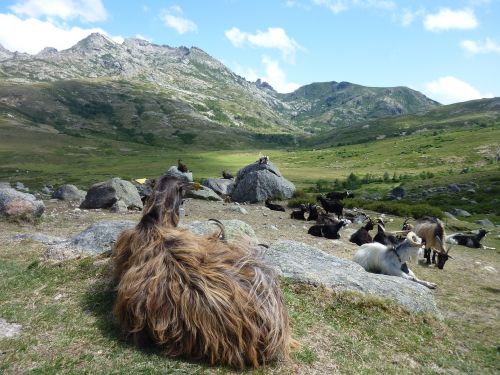 corse mountain goats