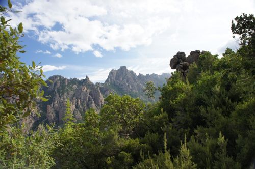 corsican mountain tree