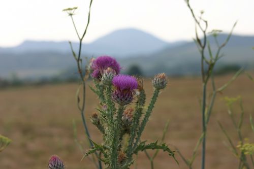 corsican maquis thistle