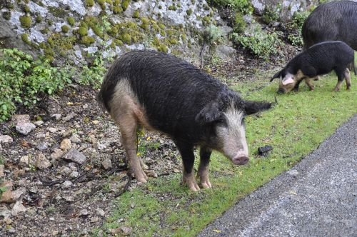 corsican pig wild