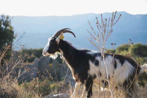 corsican goat animal sea