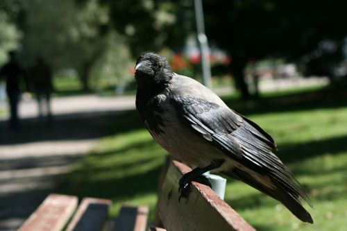 corvus cornix hooded crow bird