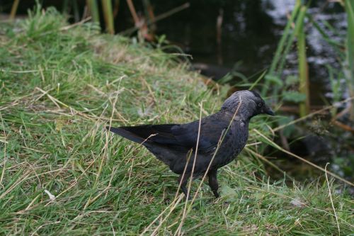 corvus monedula bird black