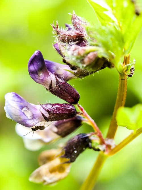 corydalis flower blossom