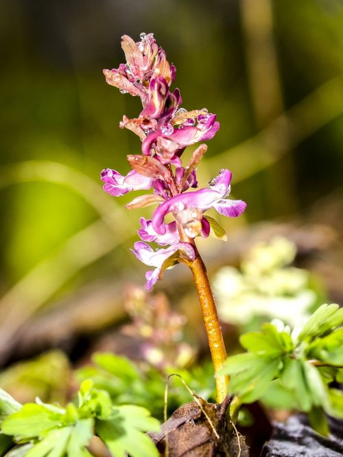 corydalis flower plant