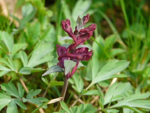 corydalis flower blossom