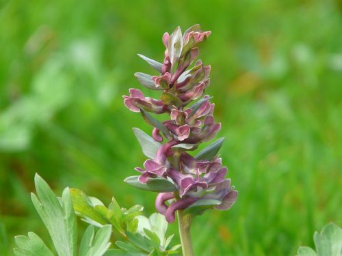 corydalis flower blossom