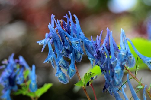 corydalis flexuosa spinners  helmbloem  blue