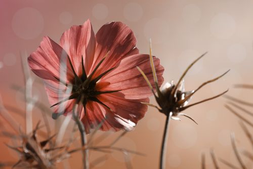 cosmea flower plant