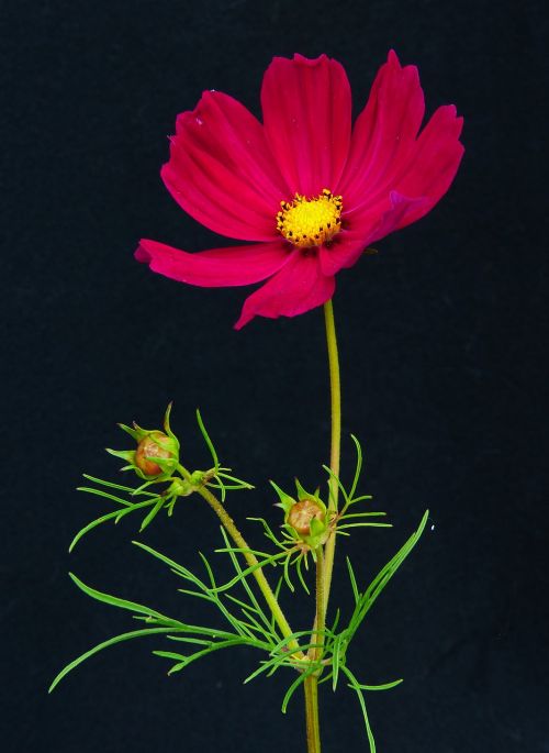 cosmea beautiful körbchen flower meadow