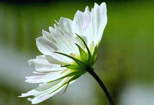 cosmea white plant