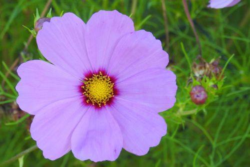 cosmea blossom bloom