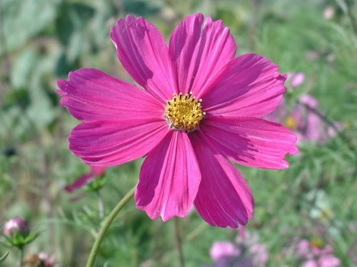 cosmea blossom bloom