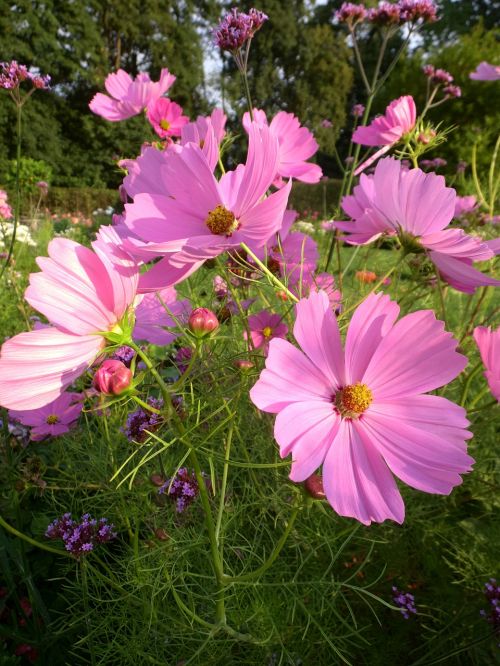 cosmea flower plant