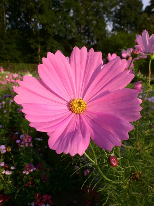 cosmea pink blossom