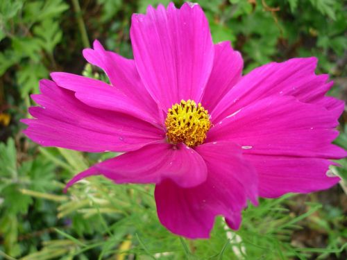 cosmea nature flower