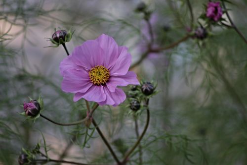 cosmea flower cosmos bipinnatu