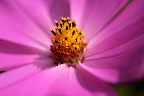 cosmea  flower  pink