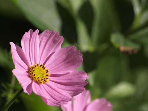 cosmea  flower  summer