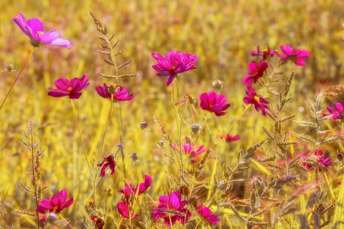 cosmea  flowers  bloom