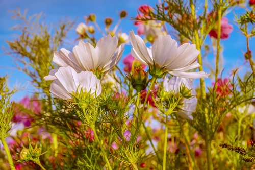 cosmea  flowers  bloom