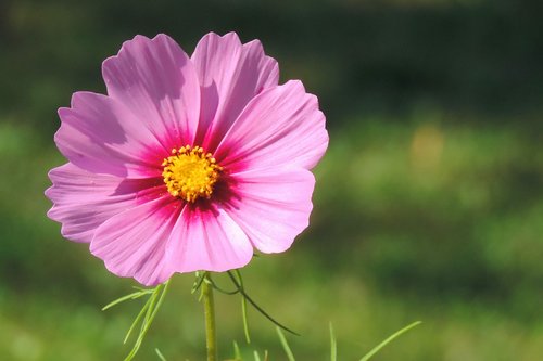 cosmea  blossom  bloom