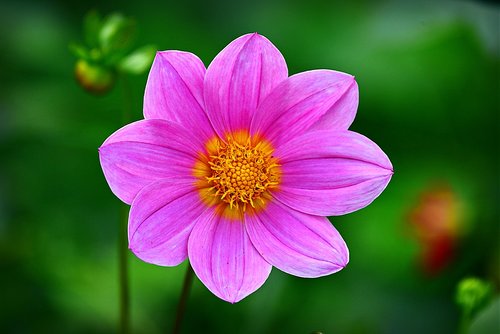 cosmea  flower  plant