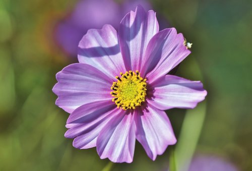 cosmea  flower  cosmos