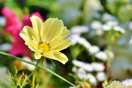 cosmea  kosmee  flower