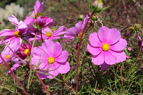 cosmea  flower  cosmos bipinnatu