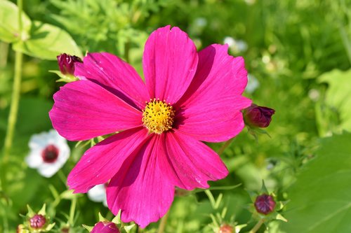 cosmea  flower  cosmos