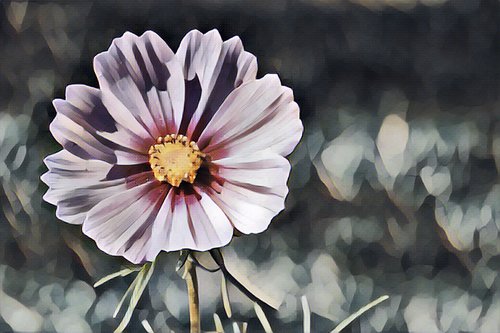 cosmea  blossom  bloom