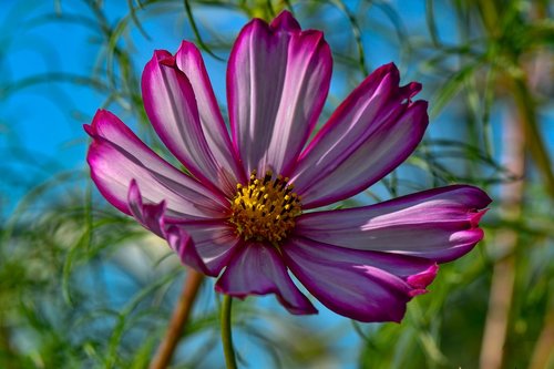 cosmea  flower  plant