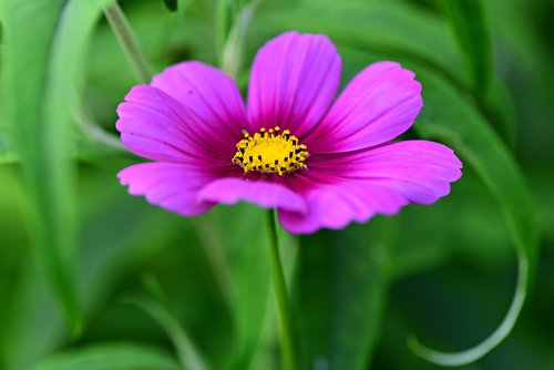 cosmea  flower  plant