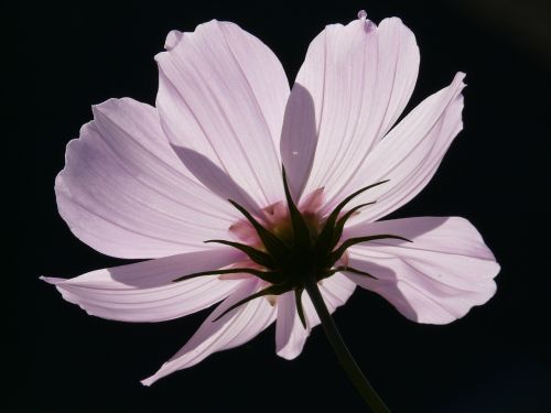 cosmea flower blossom