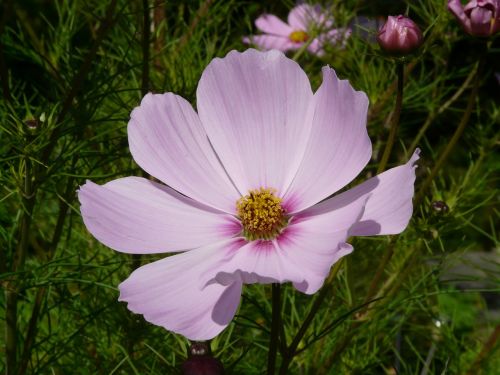 cosmea flower blossom