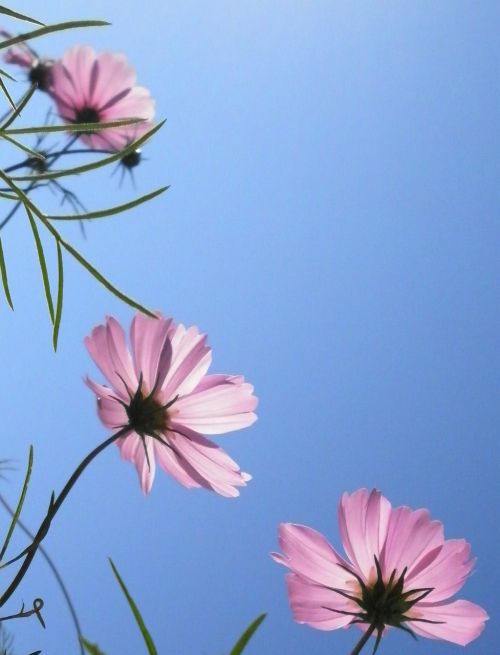 cosmea pink balcony