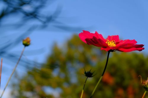 cosmea blossom bloom