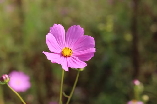 cosmos flowers nature