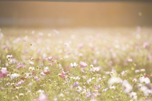 cosmos wood nature