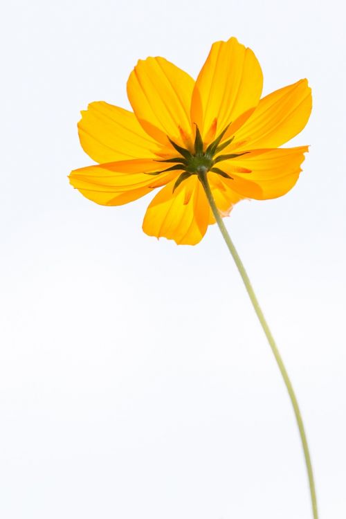 cosmos flowers yellow