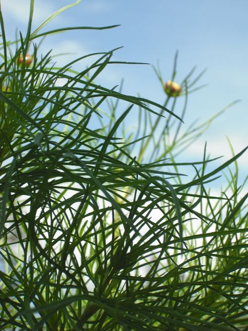 cosmos plant sky