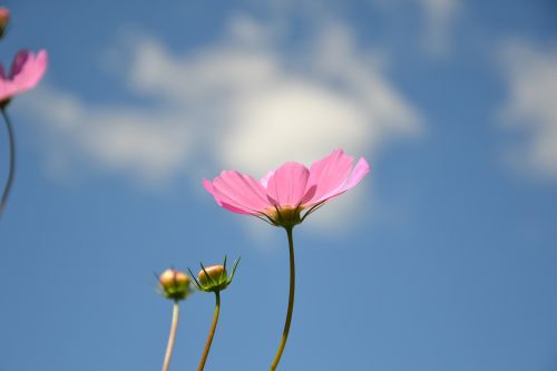 cosmea flower plant