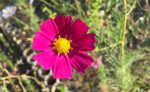 cosmos garden beautiful flower