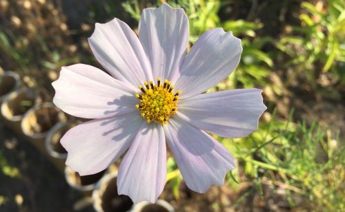 cosmos flower garden