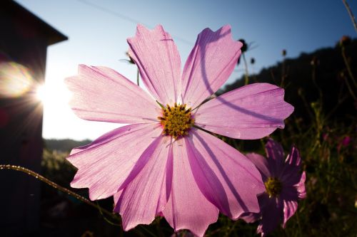 cosmos cosmos flower autumn