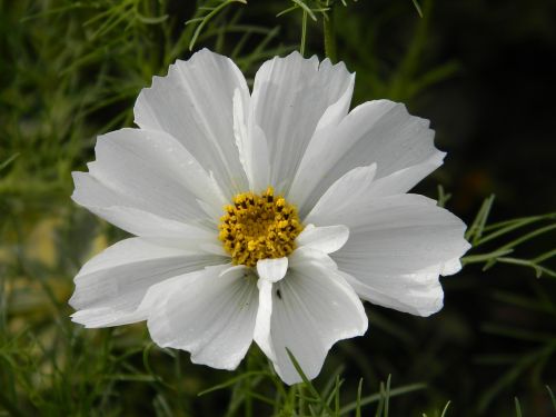 cosmos flower white