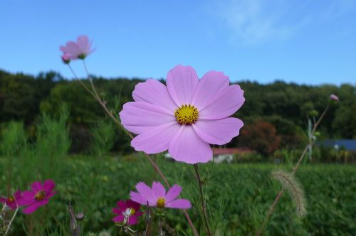 cosmos autumn sky landscape