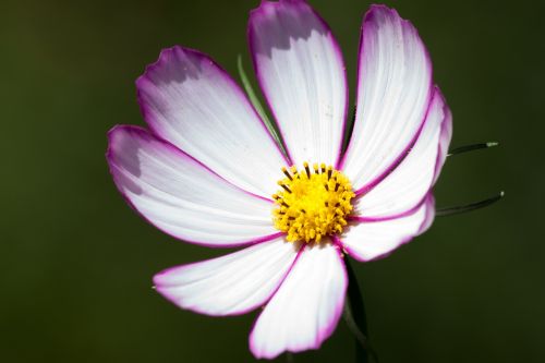 cosmos como bipinnatus cosmea bipinnata