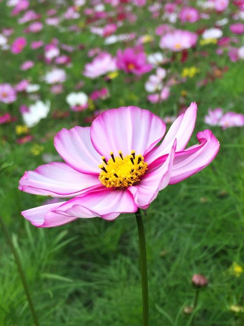 cosmos autumn flowers